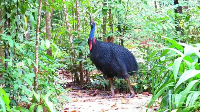 Burung Kasuari Selatan