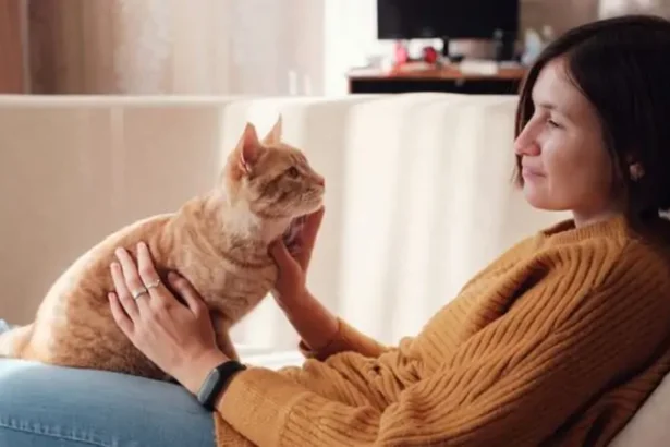 Manfaat Memelihara Kucing