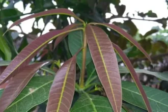 Manfaat Daun Mangga