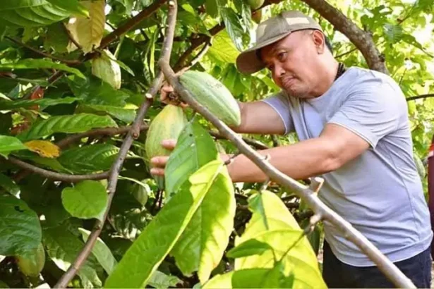 Gubernur Kalimantan Tengah Sugianto Sabran di sela-sela kunjungan kerjanya ke Kabupaten Murung Raya menyempatkan untuk menyambangi petani kakao (coklat), di Kecamatan Laung Tuhup.