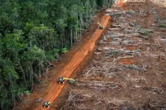 Deforestasi