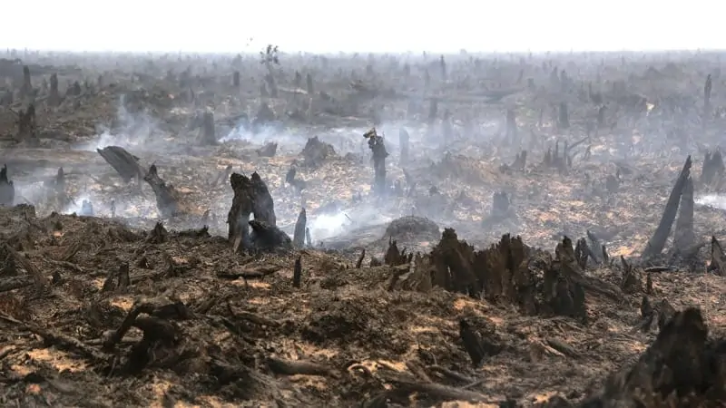 Kebakaran Hutan