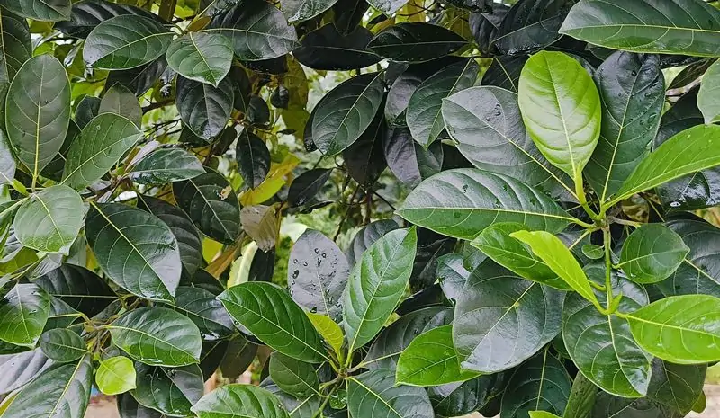 Manfaat Daun Nanga