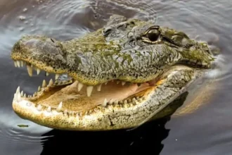 Serangan Buaya