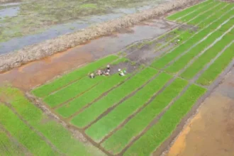 Ekstensifikasi Sawah Baru Kalteng
