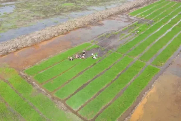 Ekstensifikasi Sawah Baru Kalteng