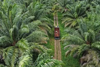 Kebun Sawit