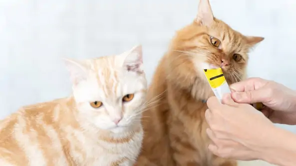 Mengapa Memilih Snack Kucing Dengan Bahan 100 Ikan Asli (1) (1)