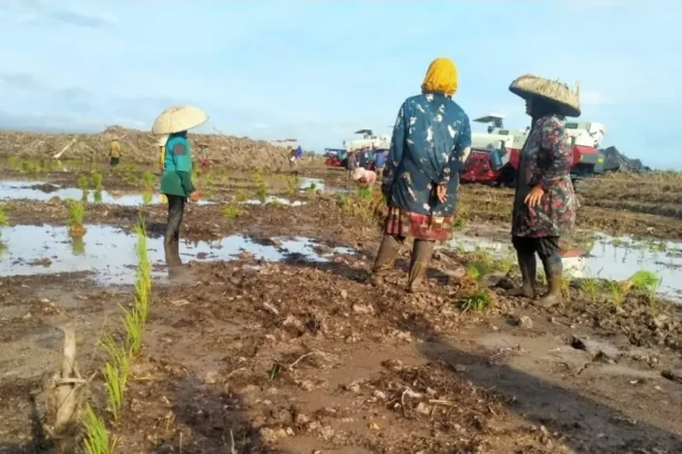 Cetak Sawah Baru