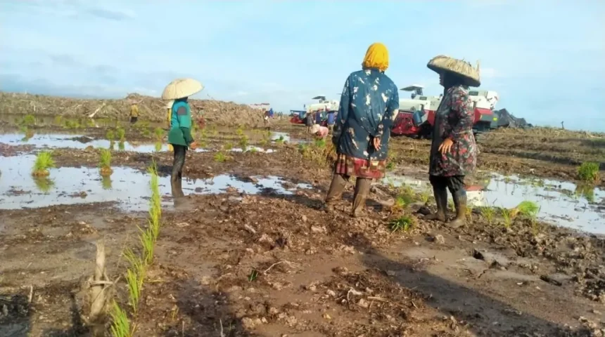 Cetak Sawah Baru