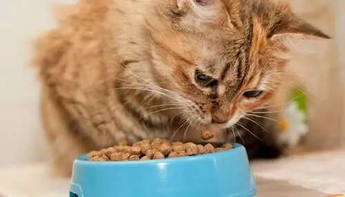 Pilihan Makanan Kucing, Unicharm Pet Indonesia (sumber Vritimes.com)