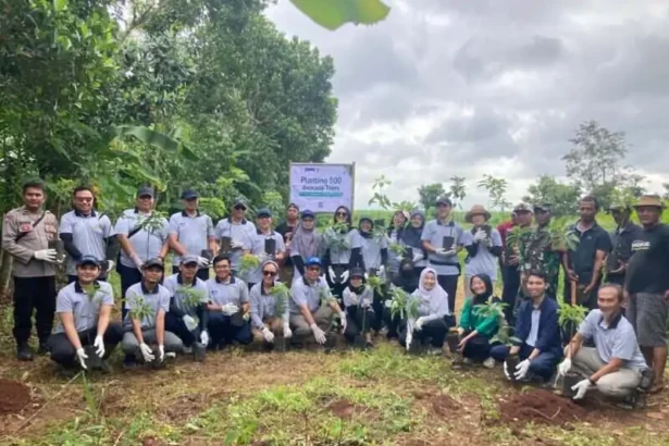 Pt Phc Tanam 500 Alpukat
