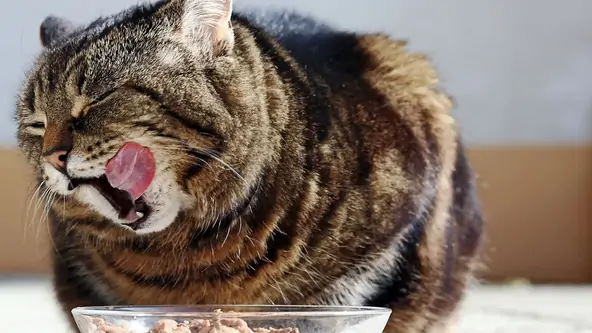 Wet Food Atau Dry Food Mana Yang Lebih Unggul Untuk Kucing Anda (1)