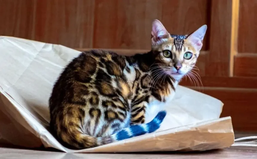 Kucing Termahal Di Dunia