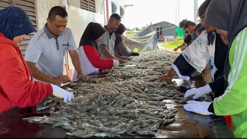 Udang Vaname Shrimp Estate Kalteng