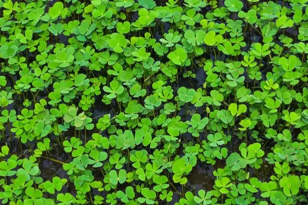 Tanaman Yang Disukai Ular