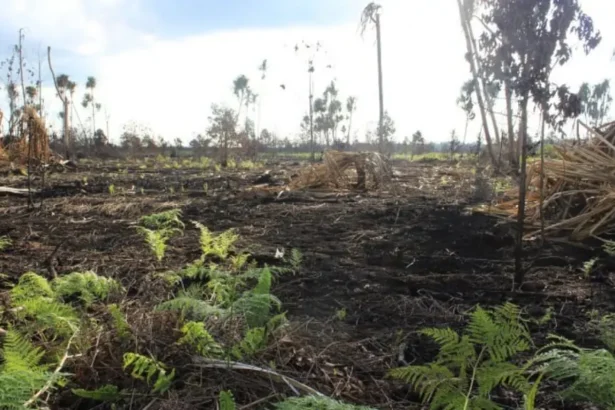 Lahan Gambut Rawan Karhutla