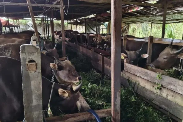 Penjualan Hewan Kurban Di Kota Palangka Raya