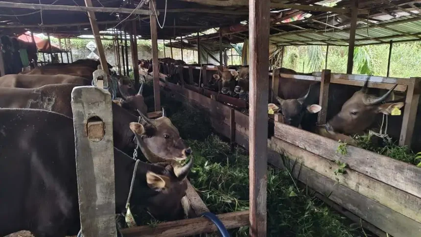 Penjualan Hewan Kurban Di Kota Palangka Raya