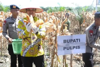 Panen Jagung