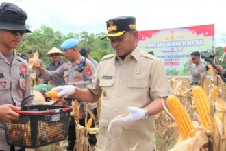 Panen Jagung Wabup Barsel