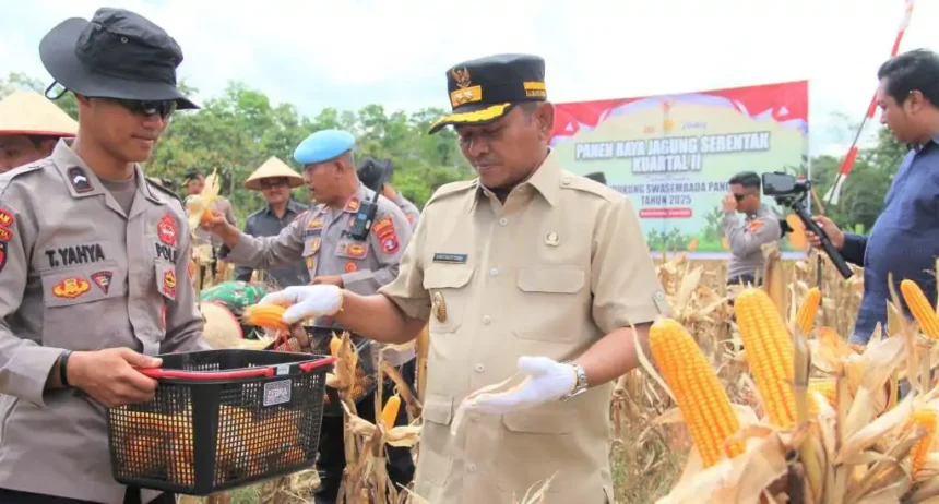 Panen Jagung Wabup Barsel