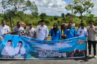 Sapi Kurban