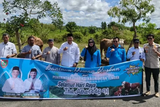 Sapi Kurban