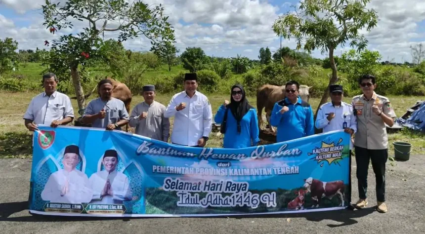 Sapi Kurban