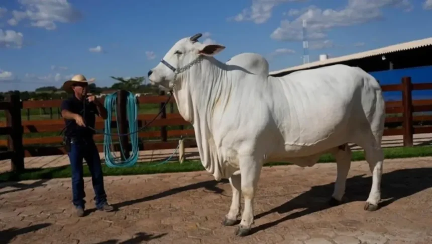Sapi Termahal Di Dunia