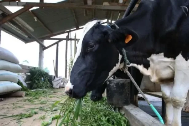 Sapi Perah