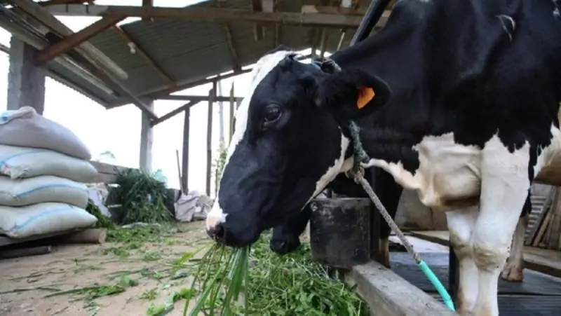 Sapi Perah