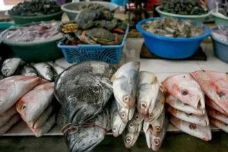 Ikan Laut