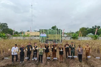 Panen Jagung1
