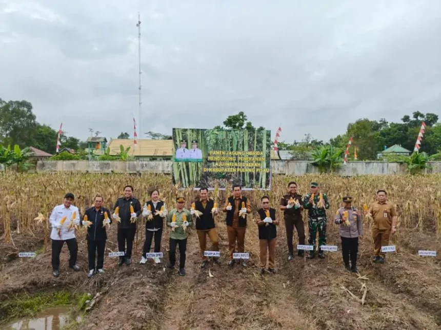 Panen Jagung1