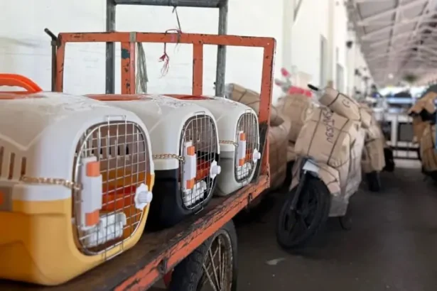 Kai Logistik Catat Pengiriman Lebih Dari 116 Ribu Hewan Peliharaan