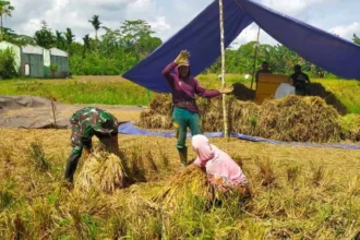 Ilustrasi Pannen Padi