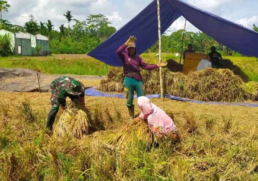 Ilustrasi Pannen Padi