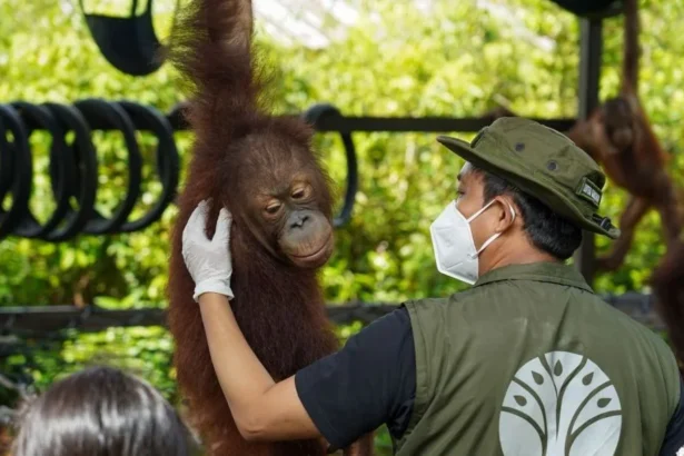 Pelepasliaran Orangutan
