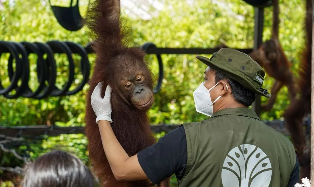 Pelepasliaran Orangutan