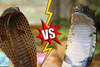 Perbedaan Kobra Dan King Cobra
