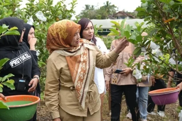 Panen Jambu Kristal