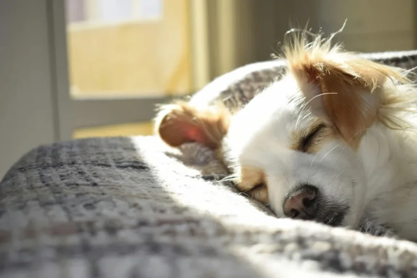 5 Hotel Pet Friendly Di Jakarta Cocok Untuk Staycation Bareng Anabul
