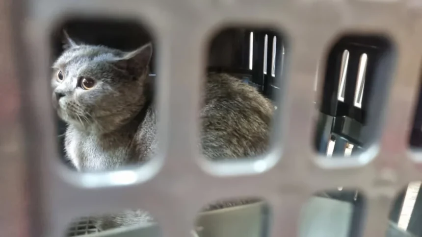 Memasuki Arus Mudik Lebaran, Pengiriman Hewan Peliharaan Via Kai Logistik Meningkat