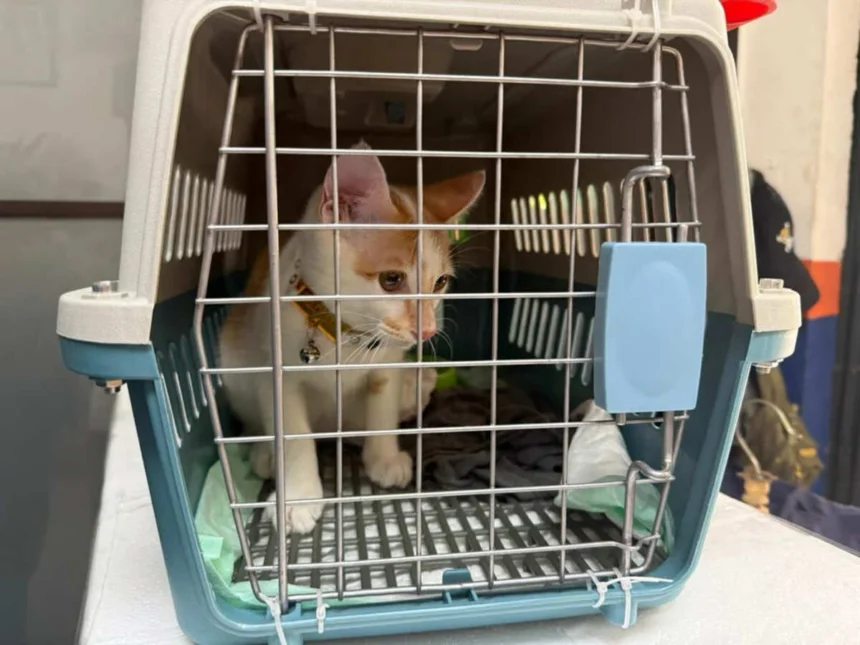 Mudik Bersama Hewan Peliharaan Kian Jadi Pilihan, Kai Logistik Catat 13.435 Pengiriman Hewan Peliharaan Selama Ramadan Idulfitri