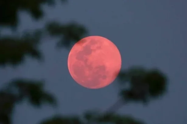 Pink Moon