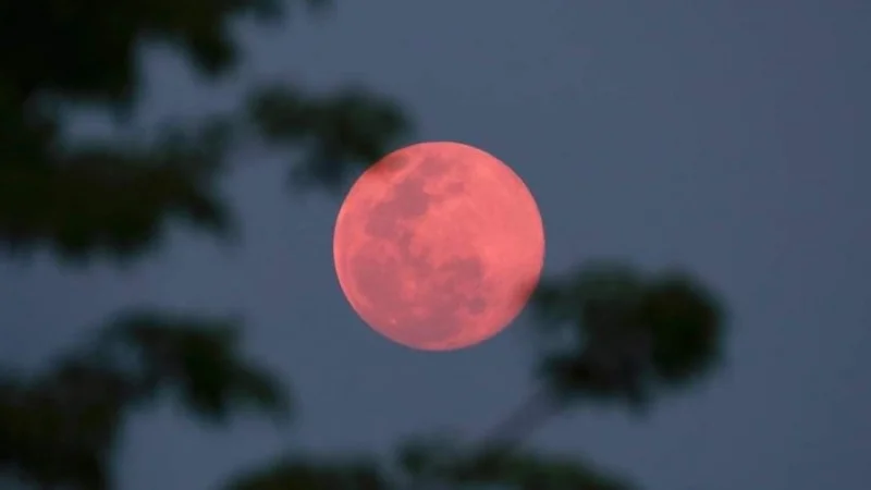 Pink Moon