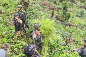 Jenderal Lucky Avianto Turun Gunung Hancurkan Ladang Ganja