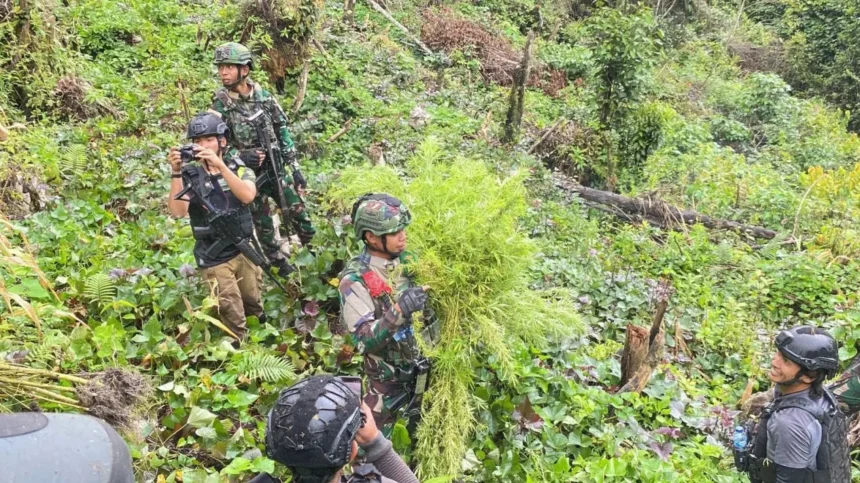 Jenderal Lucky Avianto Turun Gunung Hancurkan Ladang Ganja