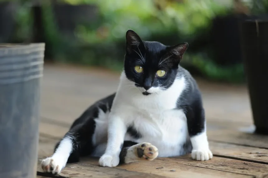 Penyebab Perut Kucing Membesar